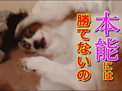 オヤツの為には手段を択ばず、手のひらをコロコロかえるパピヨン