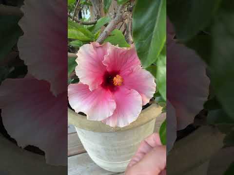#asmr #relax #triggersforsleep #ihavethisthingwithplants