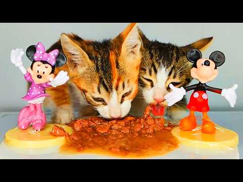 Cat ASMR: Kittens Eating Wet Food with Mickey & Minnie 🐭🐾