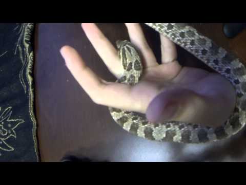 Slither ASMR