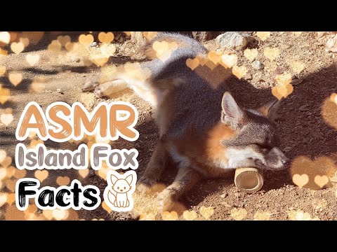 ASMR Island Fox Facts | Softly spoken ear-to-ear