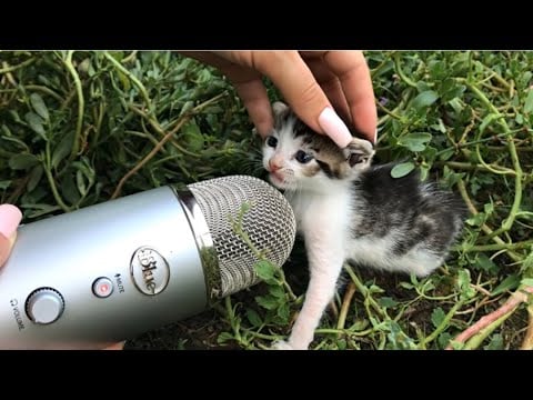 Can These Tiny Kittens Make You Smile
