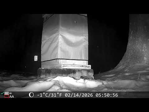 An Owl at the Beehive!!! 🦉 🐝 #nightvision #wildlife 