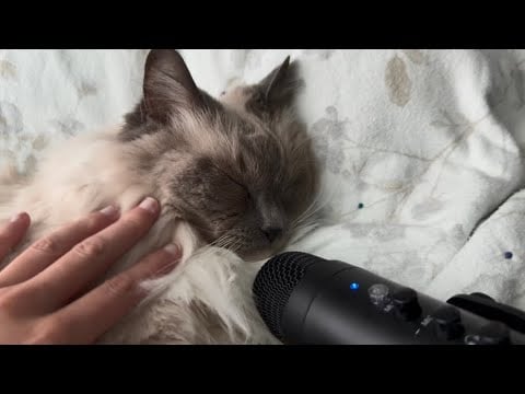 ASMR with my Kitty - purring, mouth sounds, hand visuals