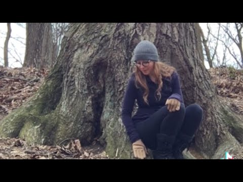 ASMR Meeting A Tree