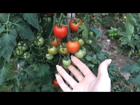 [ASMR] A Nice Vegetable Garden