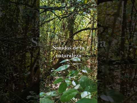 Sonidos relajantes de la naturaleza 🌿 #asmr #asmrshorts #asmrnature #asmrrelaxation #asmrvideo