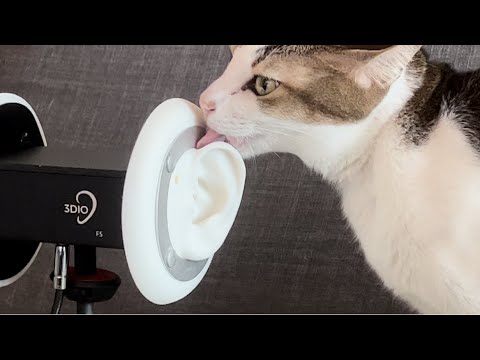 ASMR・☆・Cat Ear Licking 🐈👅