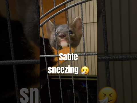 How a sable #sneezing 🥰  #dogsneeze #sneeze #cat #dog #sable #cutesneeze #animal #animals #соболь