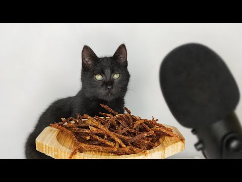 Black Cat Eating Beef Snacks ASMR