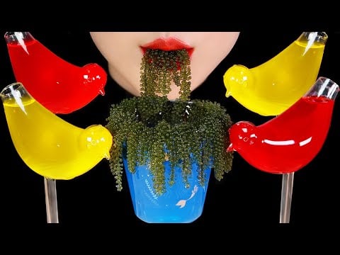 BIRD GLASS DRINKING ASMR BIRD GLASSES ASMR SEA GRAPE ASMR DRINKING SOUNDS ASMR