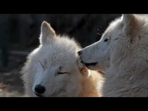 get your ears clean by a wolf/furry asmr/wolf asmr/