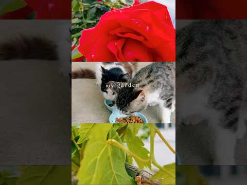 Pişiklərimsiz olmaz o bağça 🌺😻  #asmr #hsyasmr #garden #nature #birds