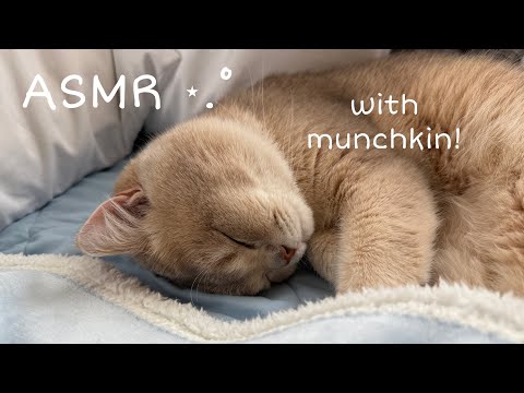 ASMR WITH MY CAT ♡ sleepy makeup roleplay, whispers