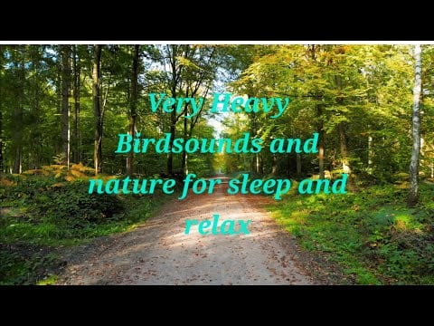 Deep Forest Bird Calls 🌲 | Intense Natural Soundscape#BirdSounds #ForestAmbience 