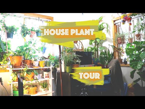 House Plant Tour Fall 2020