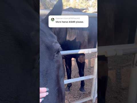 A lil more horse #fallintoshorts #asmr #whispering