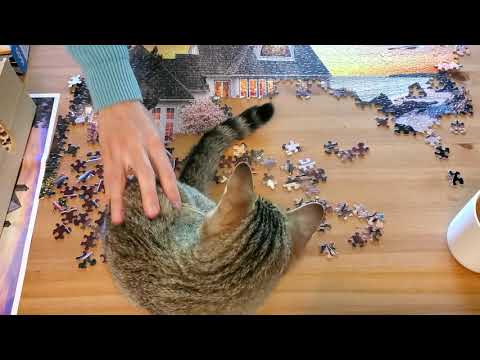 Deconstructing an unfinished puzzle with kitten