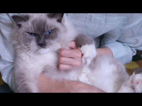 ASMR Kitty Cat Spa Day 😻❤️😽