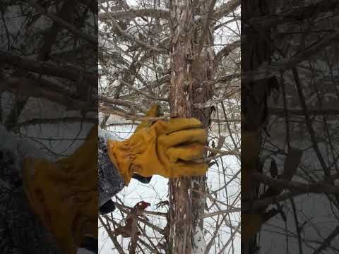 ASMR Tree Massage #asmr