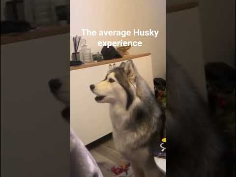 Husky experience
