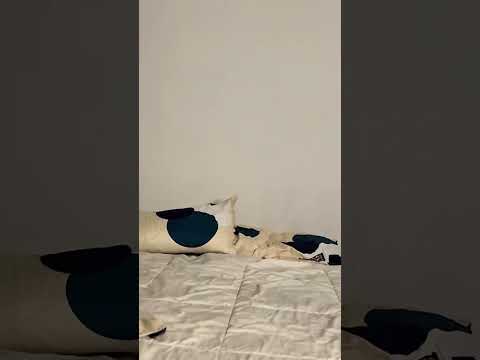 ASMR Clothes #asmr #relax #vlog