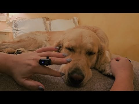 ASMR Petting My Golden Retriever (No Talking) 🐾 Soft Fur Sounds for Deep Relaxation