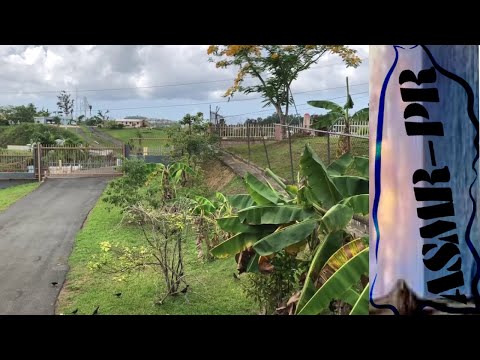 ASMR Puerto Rico | Calming Nature Ambience with Birds and Wind