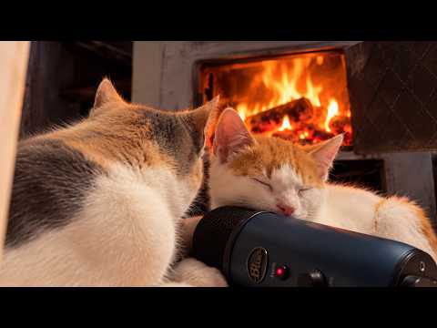Cozy Kitten ASMR by the Fireplace 💤😻 Cute Cats Purring into the Mic | Relaxing Fire Sounds 🔥🎙️ LIVE