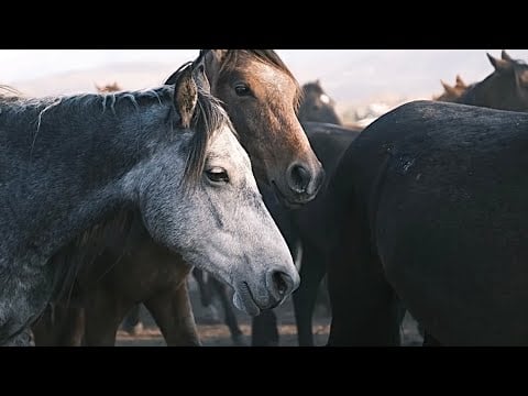 Cozy Tavern Stables: Enchanting 432Hz Horse Ambience & Autumn Wind 🐎🍂✨