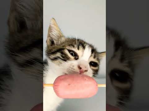 ASMR kitten eating sausage 🐈🌭