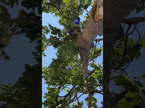 Under the Protection Tree 🧿 Evil Eye Fig Tree #spiritualawakening #energyhealing