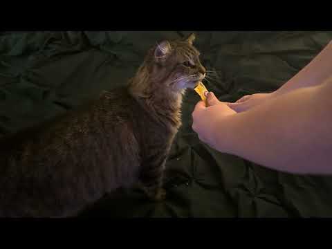 Pampering Ruby ASMR 🐈 