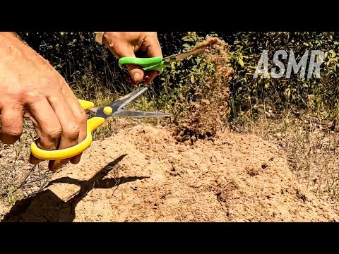 ASMR Giving Dirt A Haircut and Massage