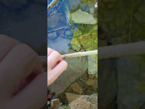 ASMR Tapping on water #asmr #asmrvideo #relaxing