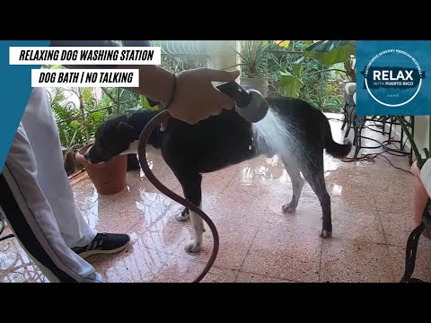 Dog Bath | Relaxing Washing Station | No Talking