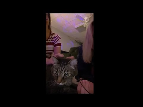tiktok live 6/20 - tiny mic/hamlet asmr & room tour!