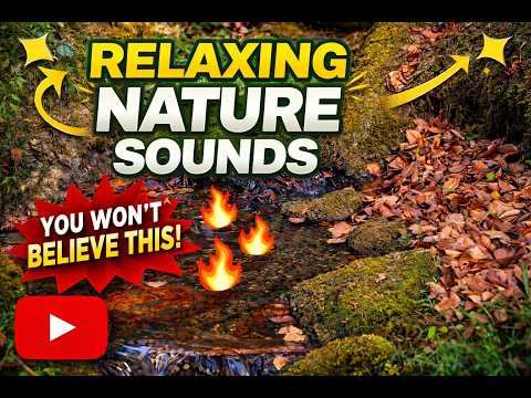 You´ll Instandly Relax Listening to This Forest Stream