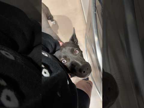 Marceline loves watching me cook #music #eating #food #dogs #cute #trending