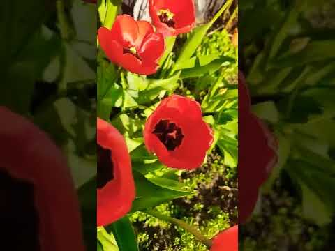 Beautiful Tulips #satisfying