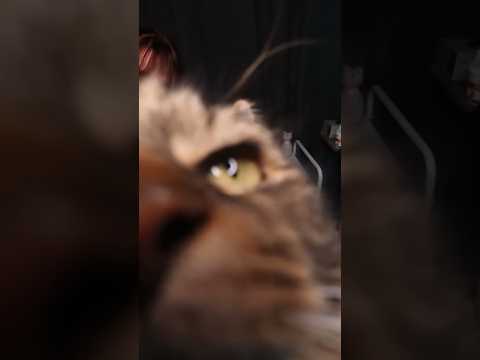 ASMR Real Person Vet Clinic #cat #asmr #bebravebeyouasmr #asmrrealperson