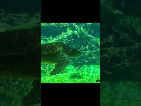 Full Video: Echoni YouTube
