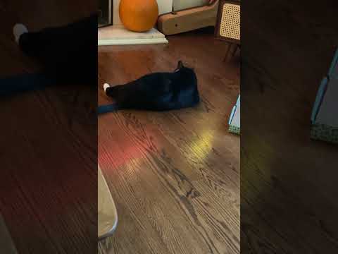 Chunky Cat Loves His Crinkle Toy!