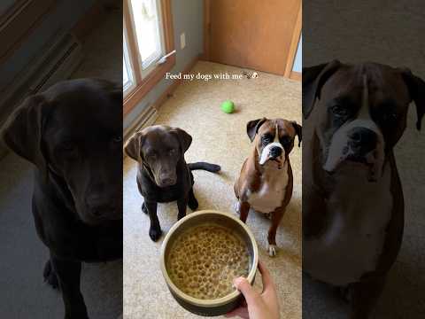 Feed my dogs with me! #dogsofyoutube #boxerdog #chocolatelab #dogfood #dogtreats