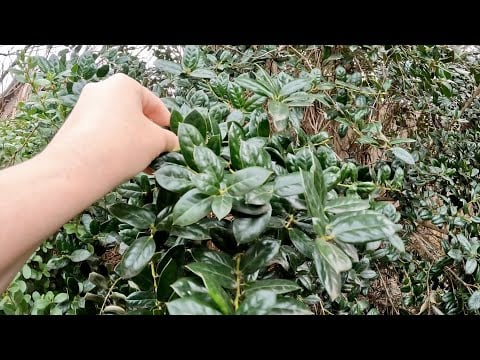 ASMR (in need of TLC) Garden Tascam Experiment | First time using Tascam