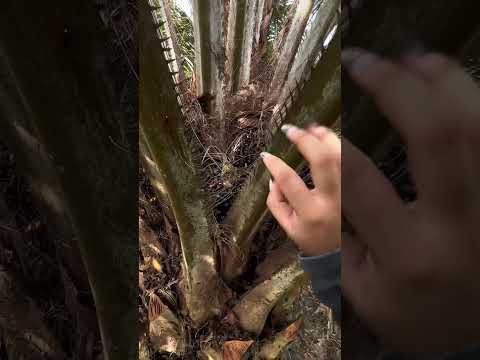 ASMR di sekeliling rumah aku ni suka ga asmr di luar ruangan gini ?? #asmrvideo