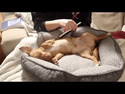 Puppy Scratches & Brushing - Soft Spoken ASMR