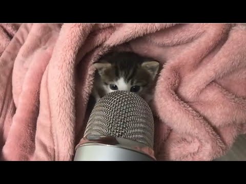 Cute kitty asmr 🫶🏼