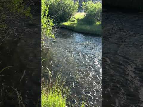 Enjoy the relaxing sounds of a mountain stream with me #asmr #relaxing