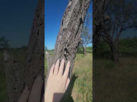 ASMR Scratching and Tapping wood #asmr #asmrvideo #scratch #tapping